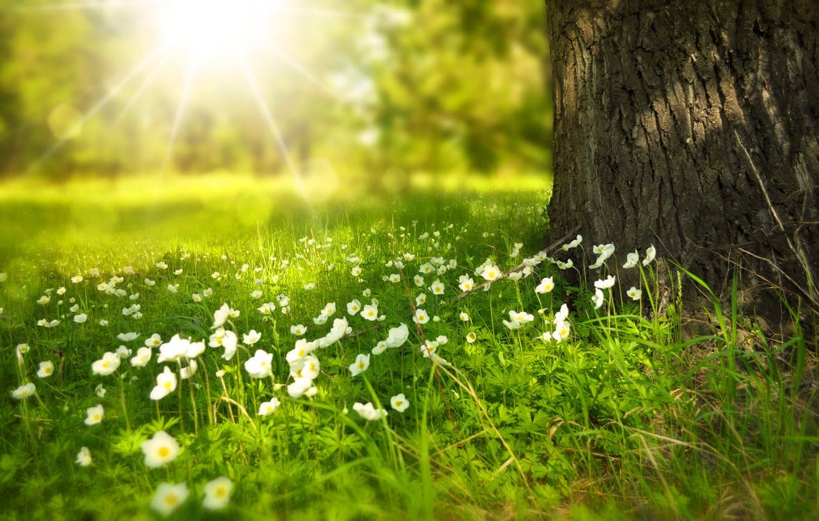 spring-tree-flowers-meadow-60006 spring-tree-flowers-meadow-60006